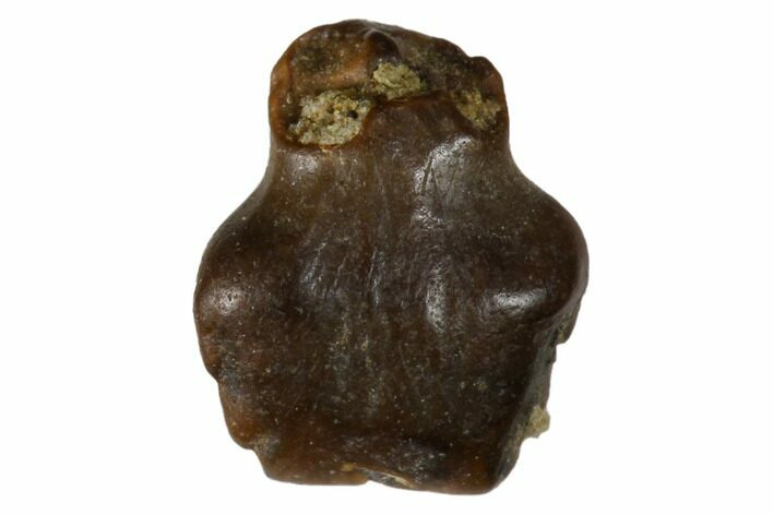 Fossil Pachycephalosaurid Tooth - Montana #173429
